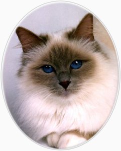 Photo porcelain plaques for pets